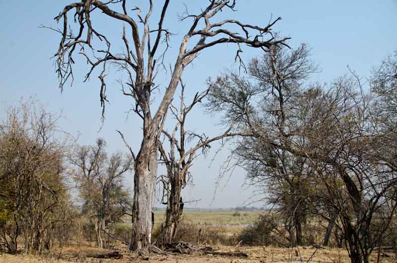 73 - Namibia - parque nacional de Bwabwata - paisaje